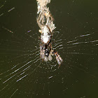 Web Debris Spider