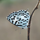 Common Pierrot