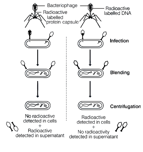 Structure of DNA