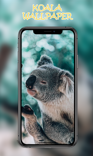 Koala Wallpapers