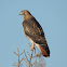 Redtailed hawk (Bueto jamaicensis)