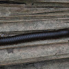 American Giant Millipede