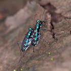 Tiger Beetle