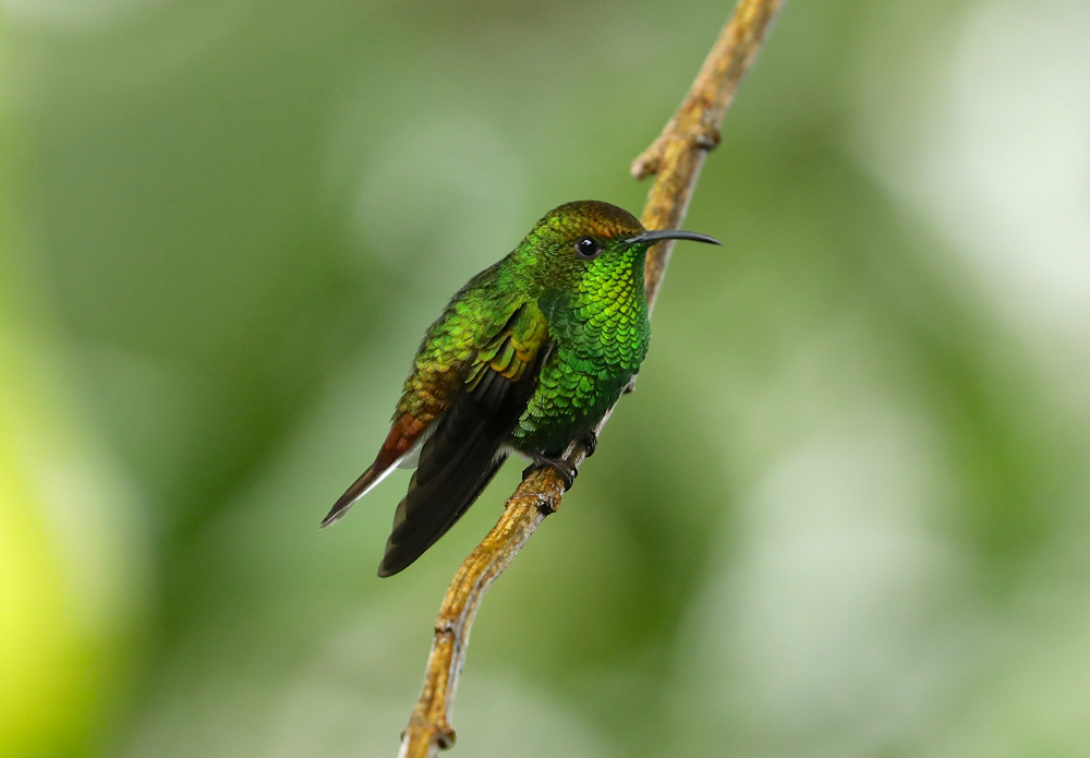 Coppery-headed Emerald