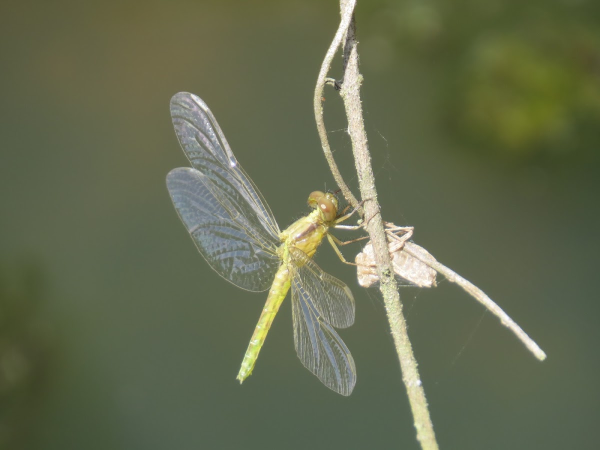 Dragonfly