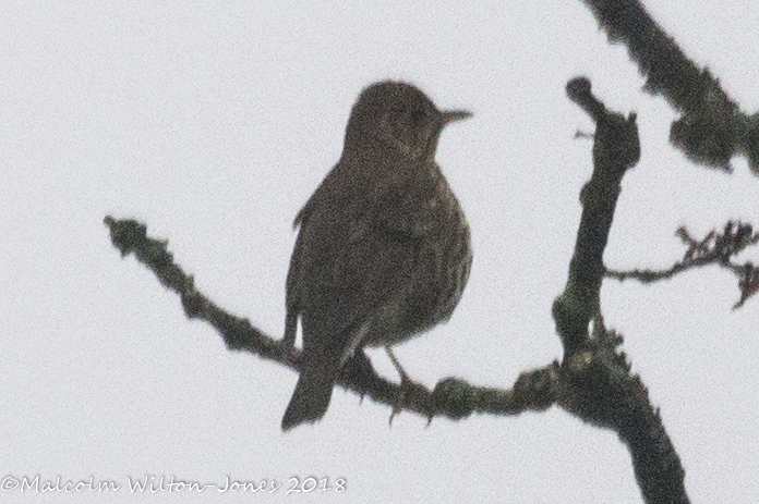 Song Thrush