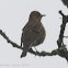 Song Thrush