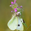 Crab Spider