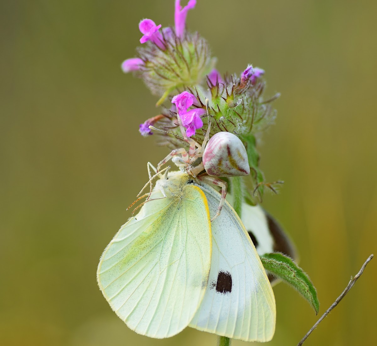 Crab Spider