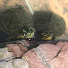 Yellow-bellied slider and red-eared slider