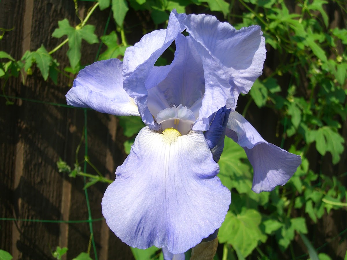 Bearded Iris