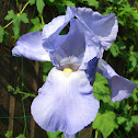 Bearded Iris