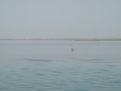 Un Airone a Zarzis Tunisia di Meluzza85