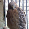 Red Shouldered Hawk