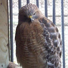 Red Shouldered Hawk