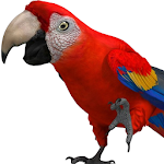 Cover Image of 下载 Talking Parrot 2 1.1 APK