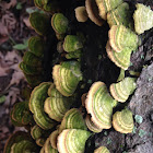 Turkey tail