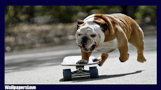 Bulldog Pack 2 Wallpaperのおすすめ画像1