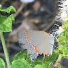 Red-banded hairstreak