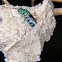 Cuckoo wasp