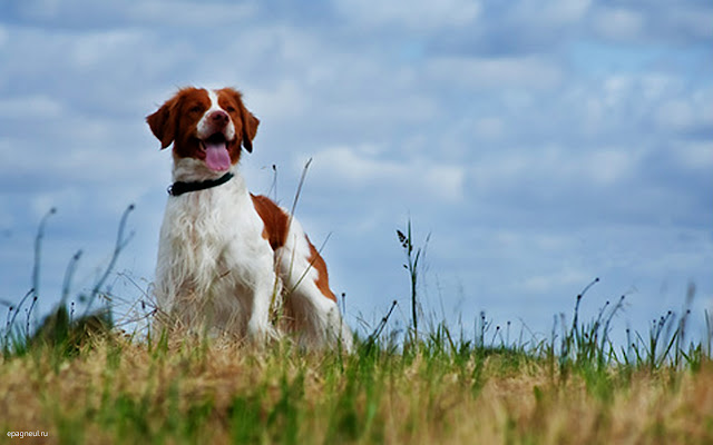 Brittany Puppy Thema en nieuw tabblad