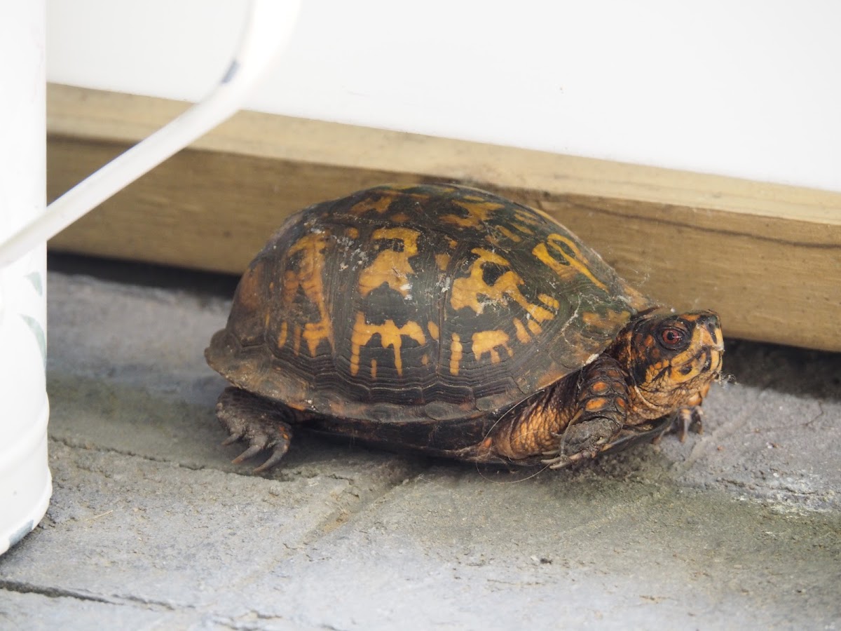 Eastern Box Turtle