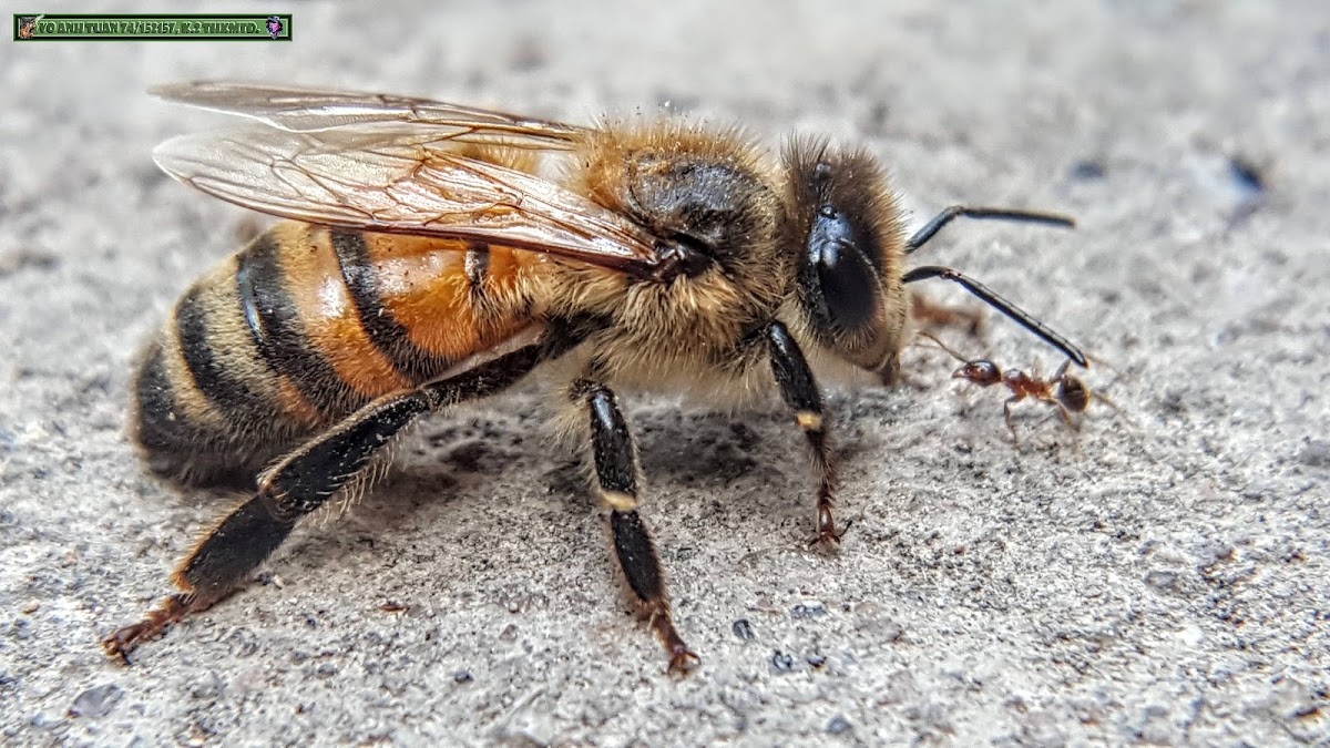 Red Dwarf Honeybee.