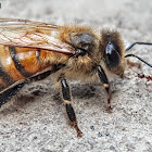 Red Dwarf Honeybee.