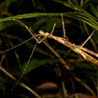 Stick Insect, Phasmid - Female