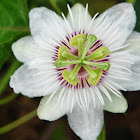 Stinking Passion flower