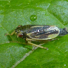 Leafhopper