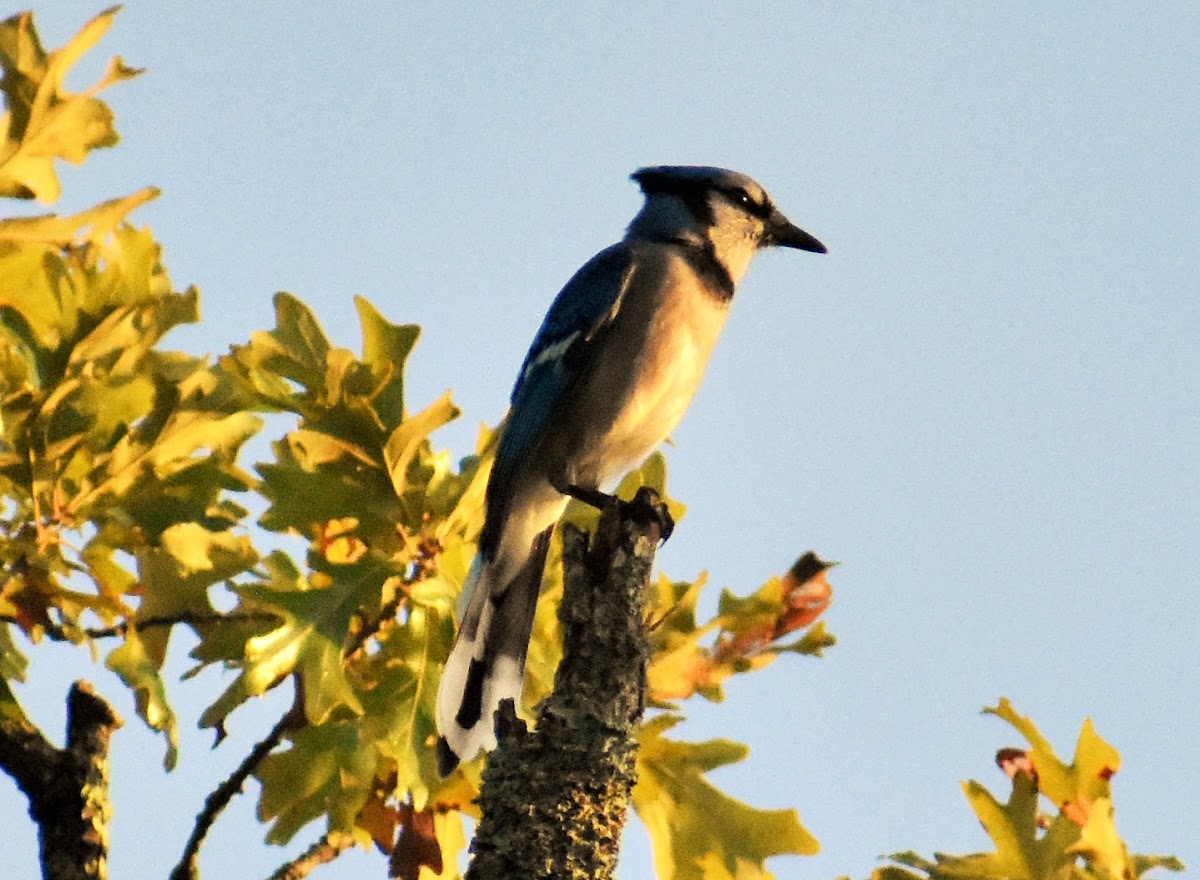 Blue jay