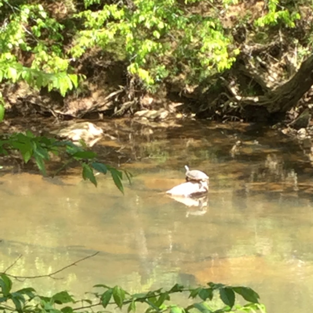 Painted Turtle