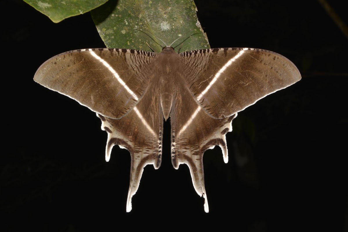 Swallow Tail Moth