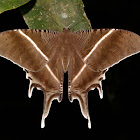 Swallow Tail Moth