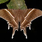 Swallow Tail Moth