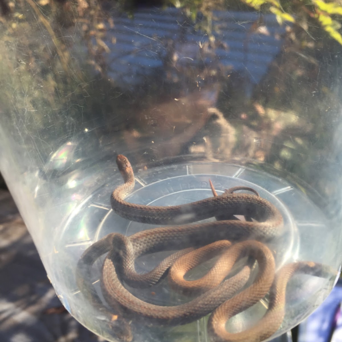 Northern Redbelly Snake