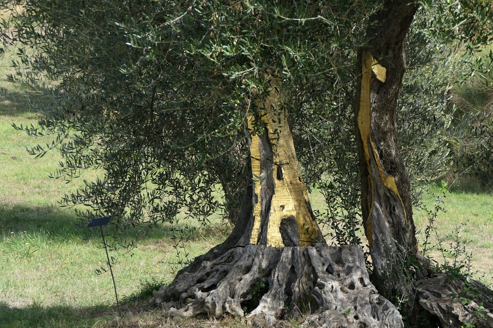 Dani Karavan, Adam und Eva, olivo dorato, 2002, Giardino di Daniel Spoerri, Seggiano