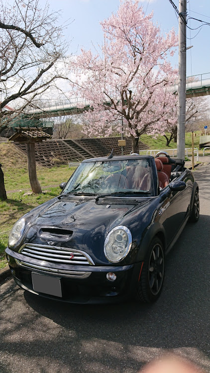 ミニ コンバーチブルのMINI・MINI乗りさんと繋がりたい・miniのある生活・MINIと桜・桜に関するカスタム事例の投稿画像1枚目