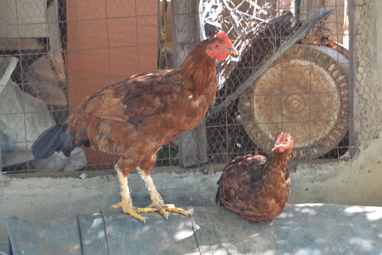 Chickens in a home at Itivanzou village in Mwingi North sub county of Kitui on Sunday.