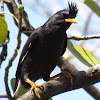 White-vented Myna