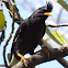 White-vented Myna