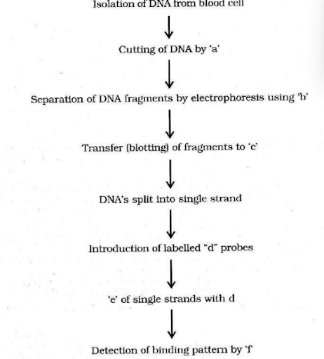 DNA Fingerprinting