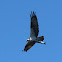 Osprey