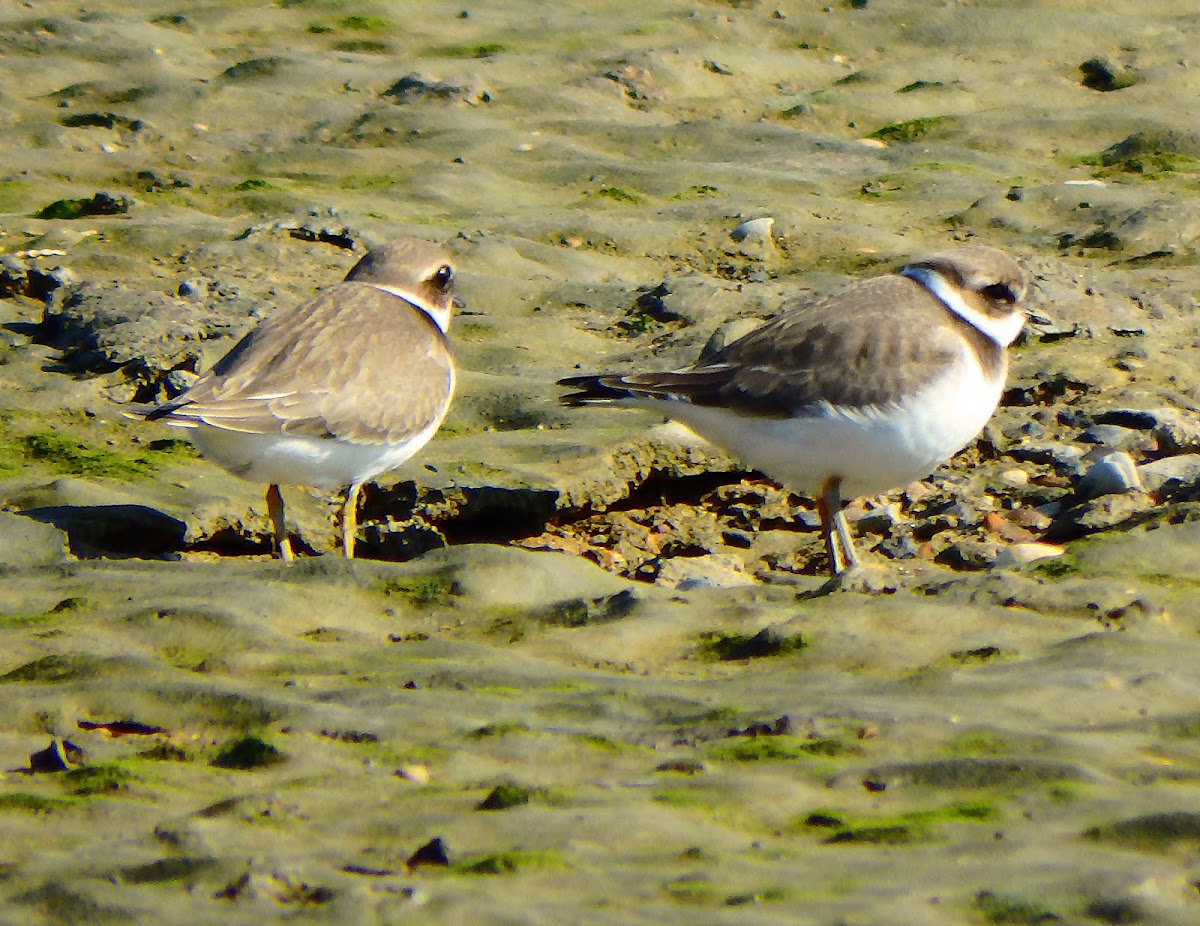 Common ringed plover juveniles?