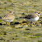 Common ringed plover juveniles?