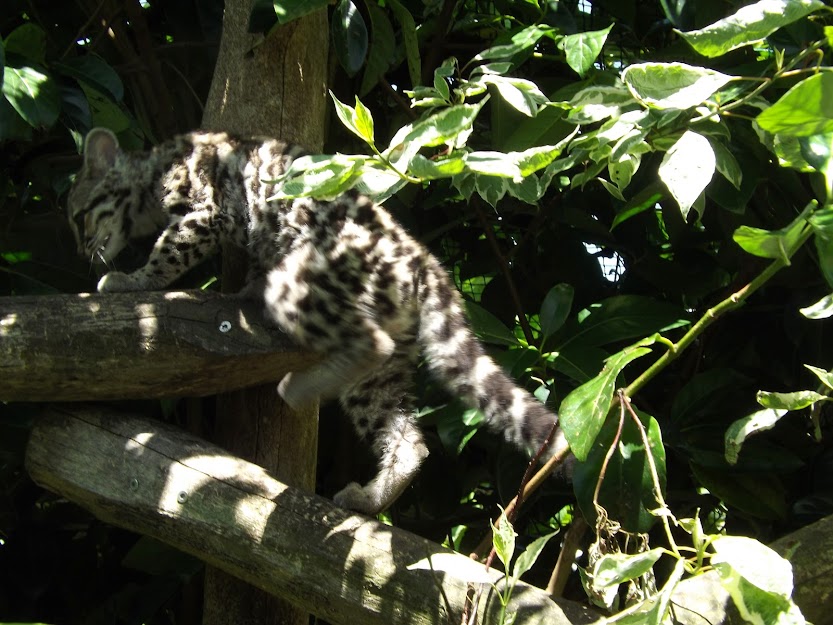 Chaton margay (4 mois), la Boissière du Doré - Tous droits réservés