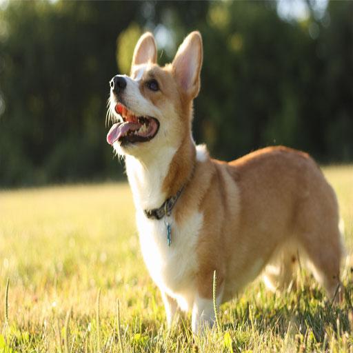 Pembroke Welsh Corgi Wallpaper 個人化 App LOGO-APP開箱王