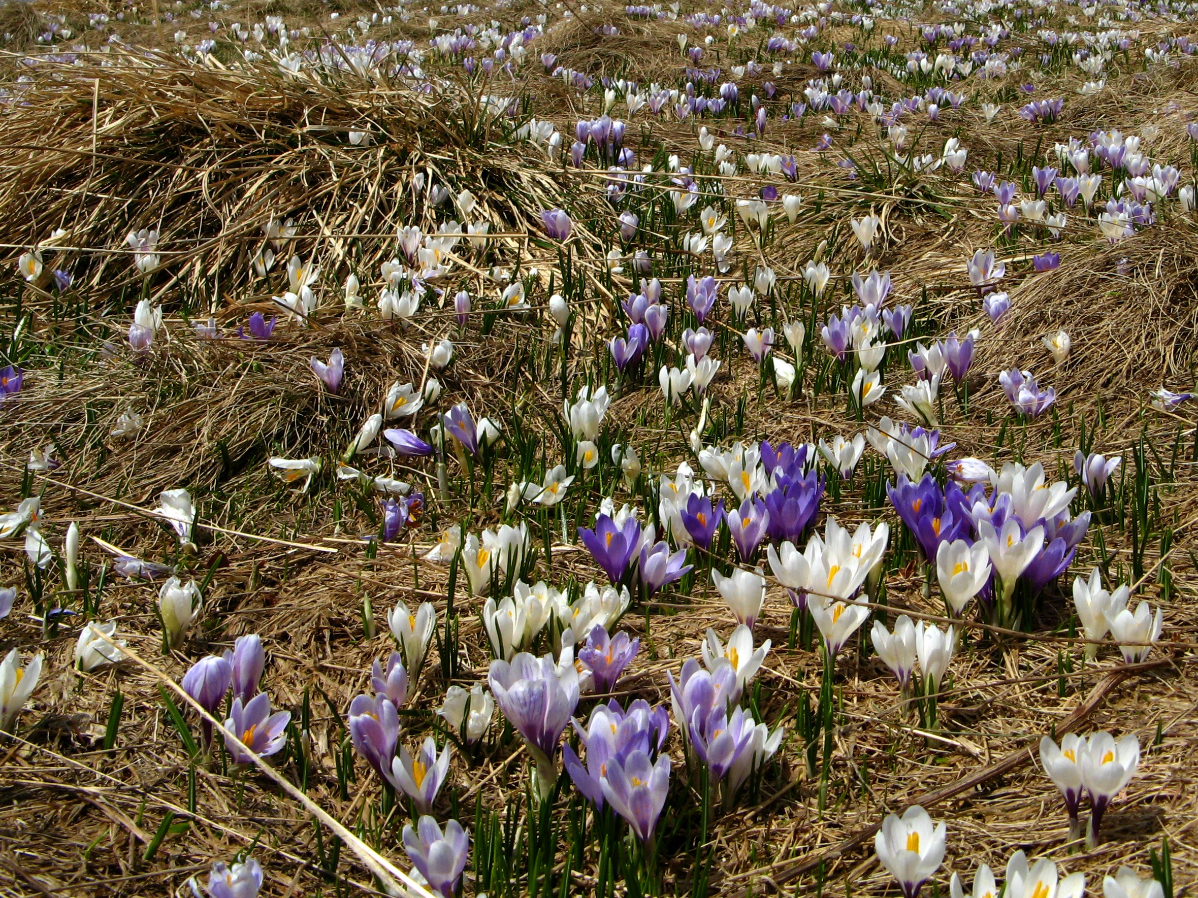 Primavera in fiore di donyb