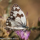 Iberian Marbled White